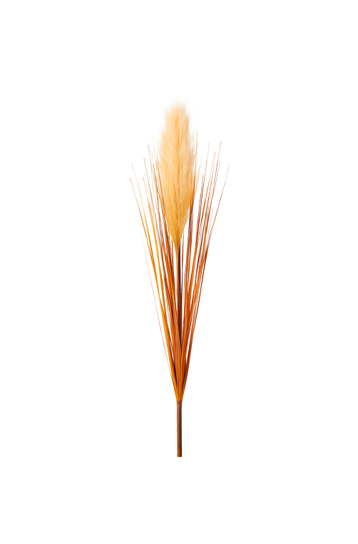 Capim Pluma Palha Crem Outono