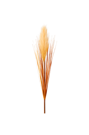 Capim Pluma Palha Crem Outono